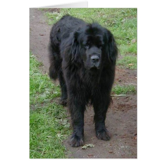 Cartão Vanda (Frente)