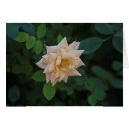 Cartão Vanilla Rosa