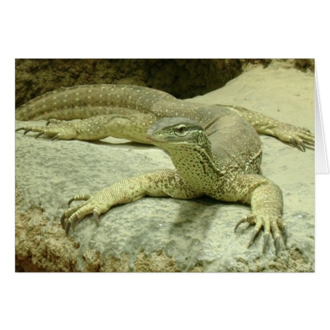 Cartão Varanus gouldii (Frente Horizontal)