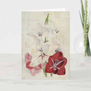 Cartão Variedades Botânicas Vintage de Gladiolus