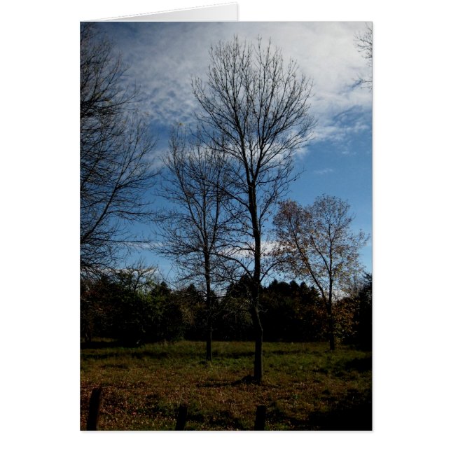 Cartão Vazio_Árvores Ontário (Frente)