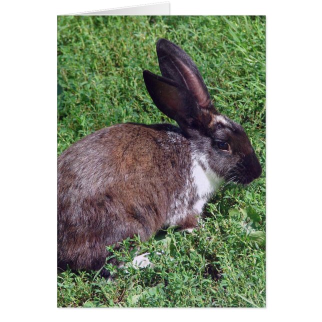 Cartão Vazio Bunny (Frente)