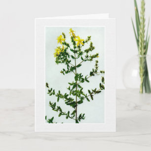 Cartão Vazio Cartão-saudoso de flores silvestres amarelas