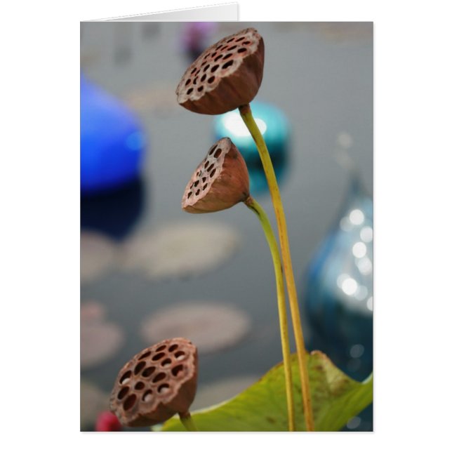 Cartão vazio da água flowers2 (Frente)