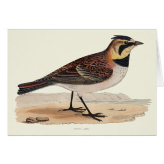 CARTÃO VAZIO DA COTOVIA DO CÉU