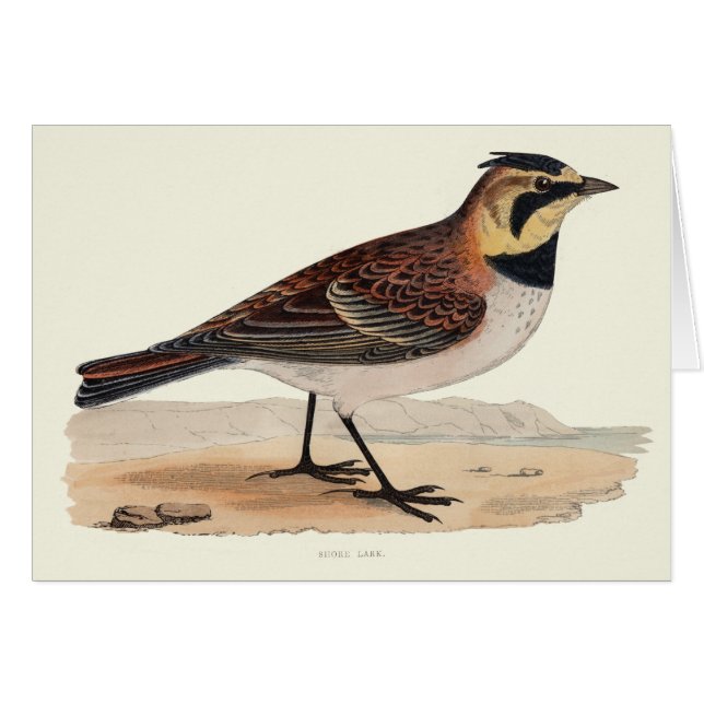 CARTÃO VAZIO DA COTOVIA DO CÉU (Frente Horizontal)