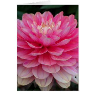 Cartão vazio da dália cor-de-rosa