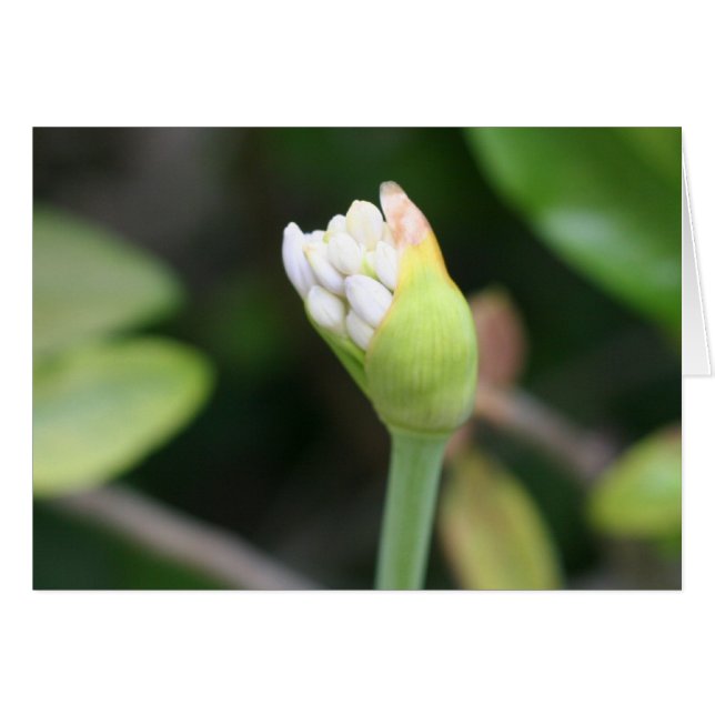 Cartão Vazio da flor em botão para dentro (Frente horizontal)