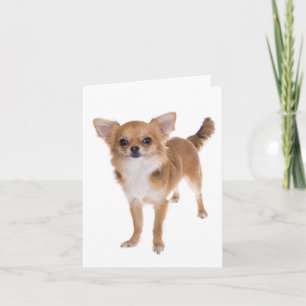 Cartão Vazio de Cachorro Chihuahua