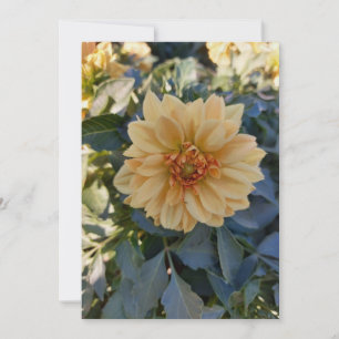 Cartão-Vazio de Flor Amarelo Dahlia Summer