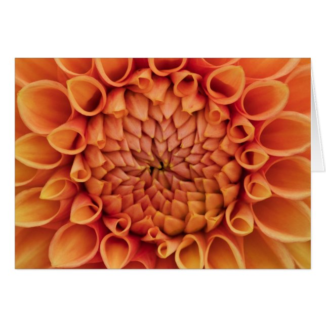 Cartão Vazio de Flor Laranja Central Dahlia (Frente Horizontal)