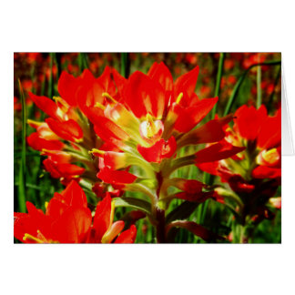 Cartão Vazio de Flor Selvagem Vermelho do Texas