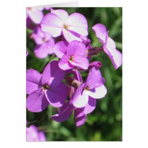 Cartão Vazio de flores selvagens roxas