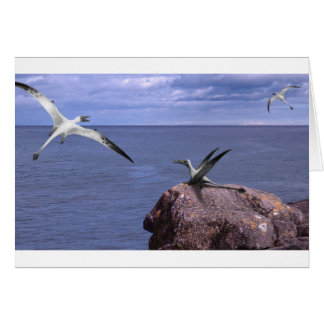 Cartão vazio de Rhamphorhynchus