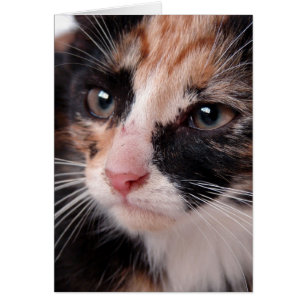 Cartão Vazio de Torti Kitten Dentro de todas as ocasiões
