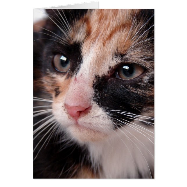 Cartão Vazio de Torti Kitten Dentro de todas as ocasiões (Frente)