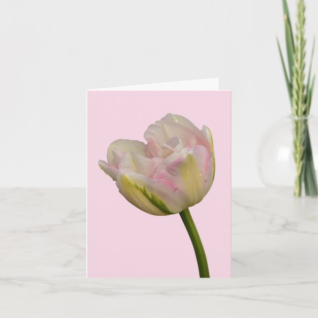 Cartão Vazio de Tulip Rosa ou Saudação Personalizada Obri (Frente)