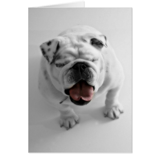 Cartão vazio do buldogue Funky (Frente)