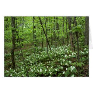 Cartão Vazio do céu do Trillium para dentro