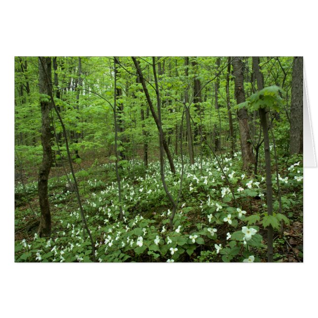 Cartão Vazio do céu do Trillium para dentro (Frente Horizontal)