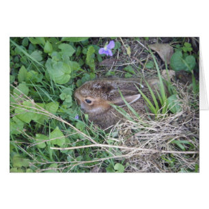 Cartão vazio do coelho do bebê