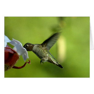 Cartão Vazio do colibri