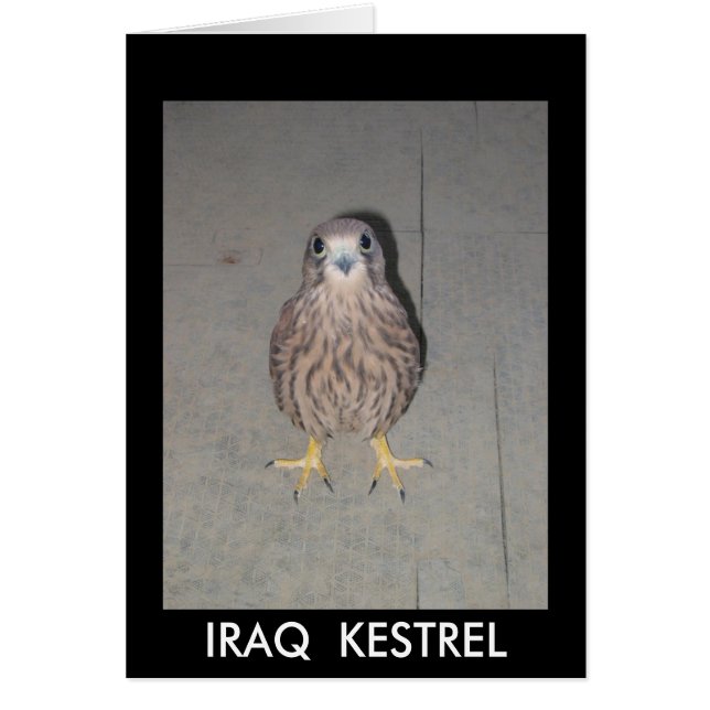 CARTÃO VAZIO DO KESTREL DE IRAQUE (Frente)