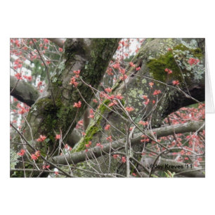 Cartão vazio do primavera bonito