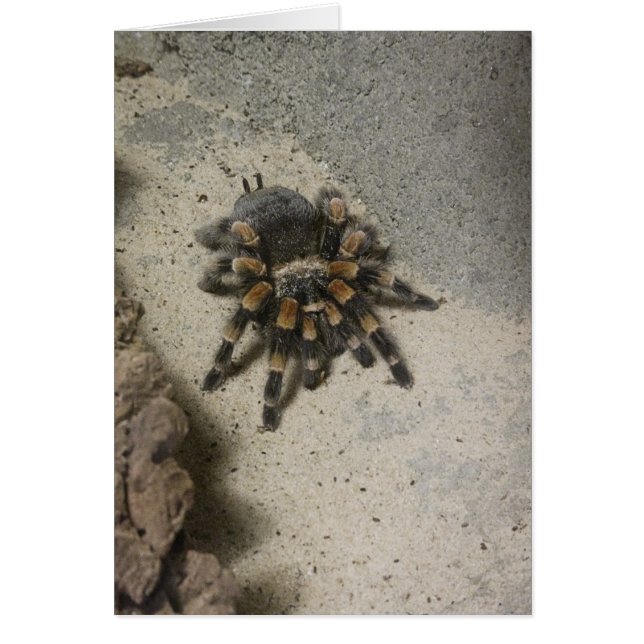 Cartão vazio do Tarantula (Frente)