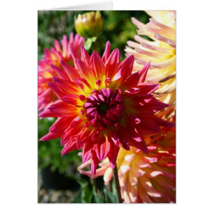 Cartão vazio, flor da dália