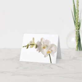 Cartão Vazio Floral da Flor Orquídea Branca de Dendrobium