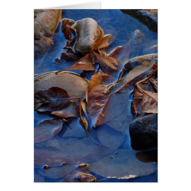 Cartão Vazio, Folhas (Frente)