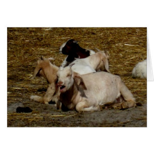 Cartão Vazio_Goat