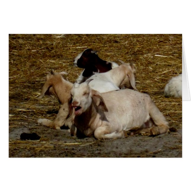 Cartão Vazio_Goat (Frente horizontal)