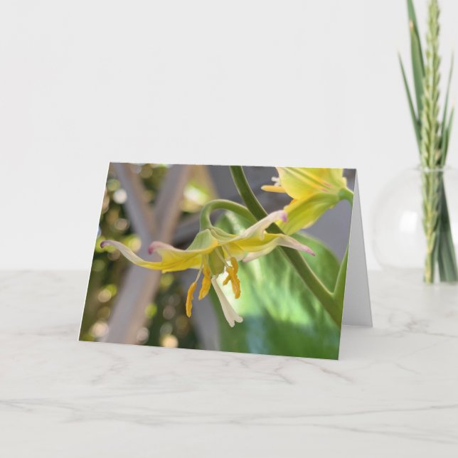 Cartão Vazio Lily Amarelo (Frente)