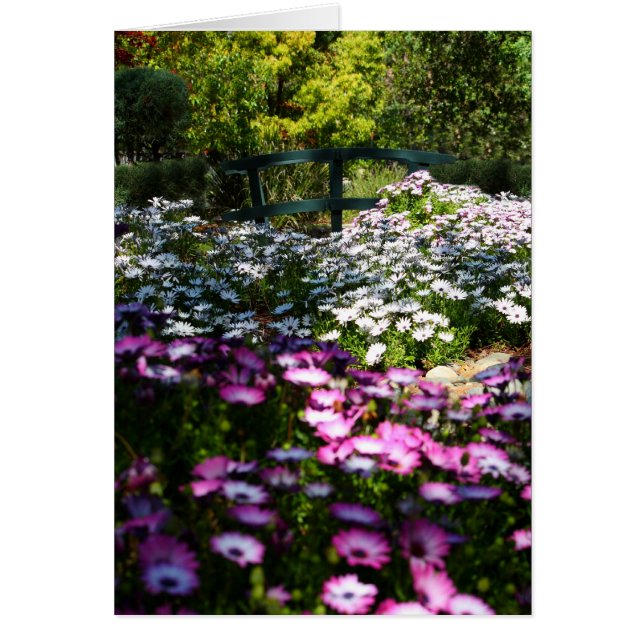 Cartão vazio, margaridas africanas (Frente)