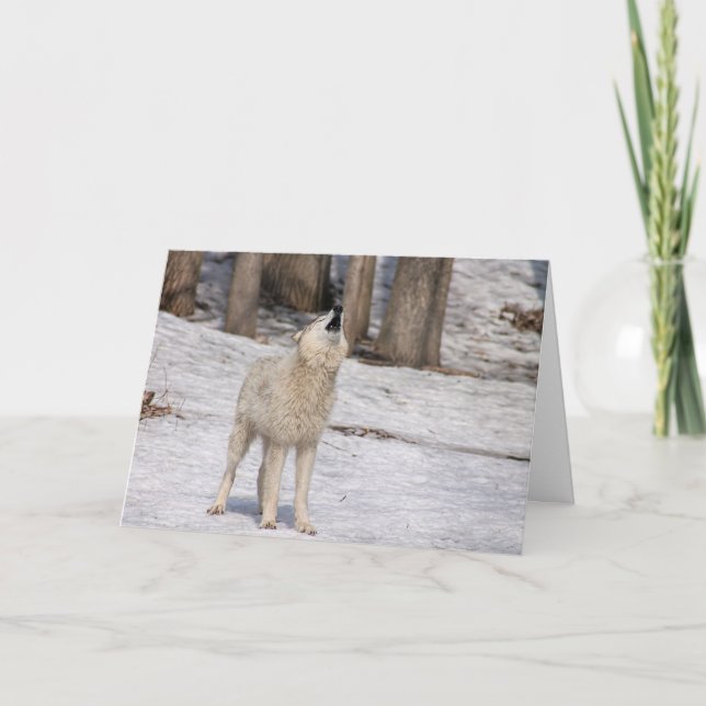 Cartão Vazio Notecard White Wolf Howling (Frente)