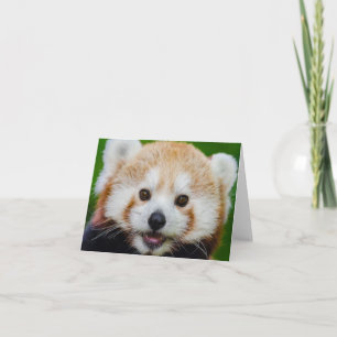 Cartão VAZIO PEQUENO NOTECard: PANDA VERMELHA