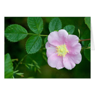 Cartão Vazio selvagem do rosa cor-de-rosa