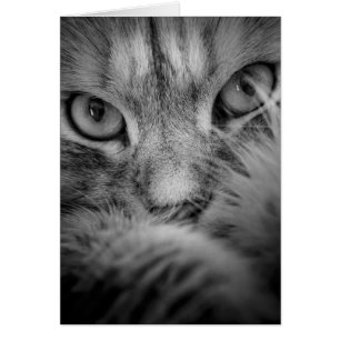 Cartão vazio Siberian de olhos de gato