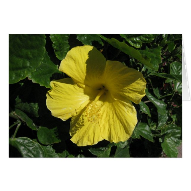 Cartão Vazio_Sombra Amarela (Frente horizontal)