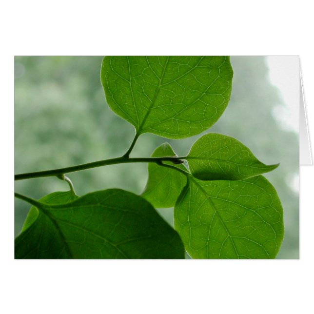 Cartão Vazio verde do zen para dentro (Frente Horizontal)