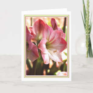 Cartão vazio vermelho e branco do Amaryllis