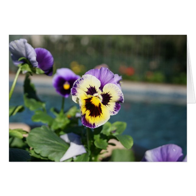 Cartão Vazio, viola (Frente horizontal)