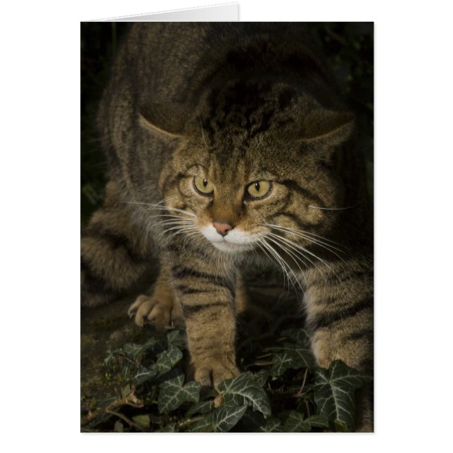 Cartão Vazio - wildcat 2 escocês (Frente)