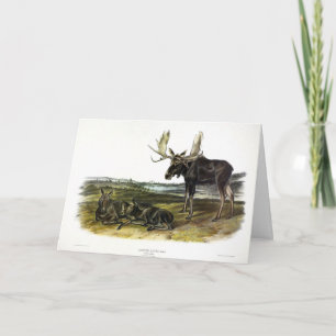 Cartão veado-alce (alces-alces-alces) de Audubon