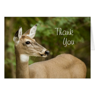 Cartão Veado Branco