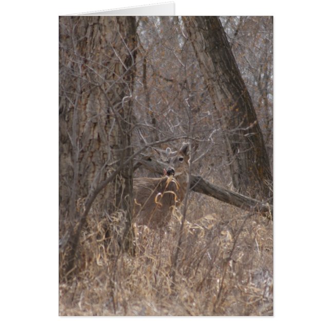 Cartão Veado branco D2 em árvores de madeira de algodão (Frente)