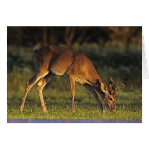 Cartão Veado-de-cauda-branca, Odocoileus virginianus
