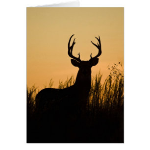 Cartão veado-de-cauda-branca (Odocoileus virginianus)